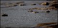 _7SB2164 gulls on the james river